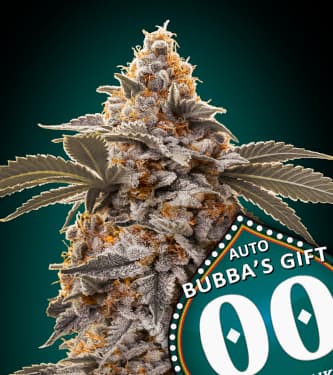 Auto Bubba\'s Gift > 00 Seeds Bank | Semillas autoflorecientes  |  Híbrido