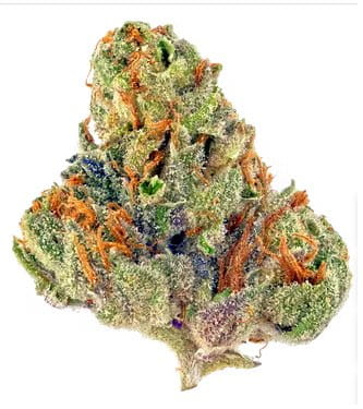 Auto Bubble Gum > Graines en Gros | Graines Autofloraison  |  Hybride