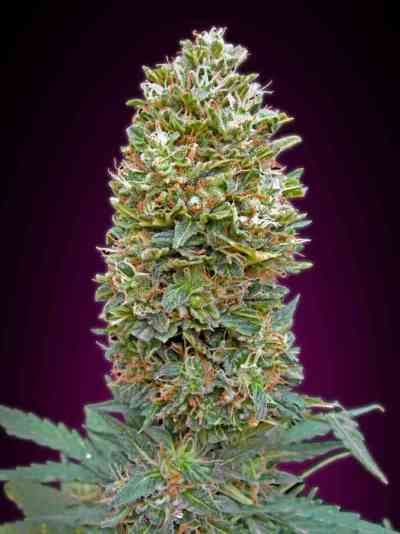 Auto Bubble Gum > 00 Seeds Bank | Graines Autofloraison  |  Indica