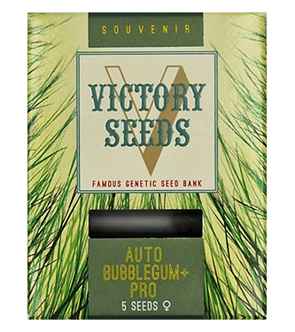 Auto Bubblegum+ Pro > Victory Seeds | Autoflowering Hanfsamen  |  Hybrid