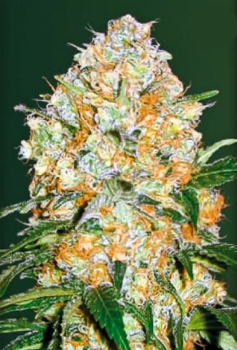 Auto Bubblegum+ Pro > Victory Seeds | Graines Autofloraison  |  Hybride