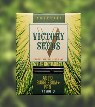 Auto Bubblegum+ Pro > Victory Seeds | Autoflowering Hanfsamen  |  Hybrid