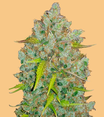 Original Auto BubbleGum > Fast Buds Company | Autoflowering Cannabis   |  Hybrid