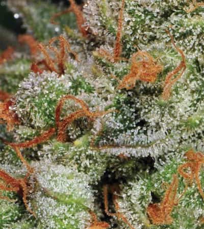 Auto Bubblegum > TH Seeds | Graines Autofloraison  |  Indica