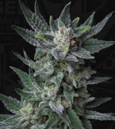 Auto Bubblegum > TH Seeds | Graines Autofloraison  |  Indica