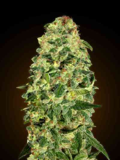 Automatic Collection #3 > 00 Seeds Bank | Graines Autofloraison  |  Indica