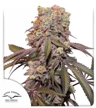 Auto Candy Bubatz XL > Dutch Passion | Autoflowering Cannabis   |  Hybrid