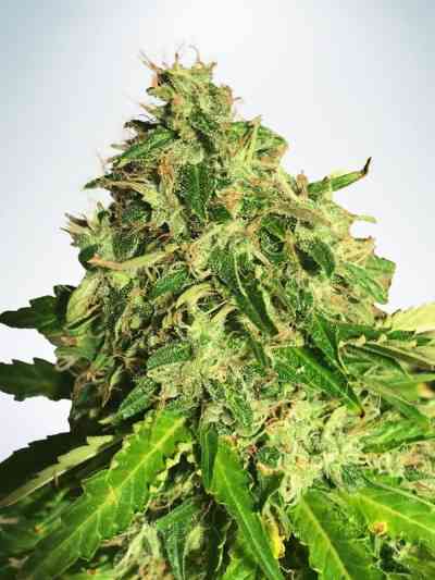 Auto Cannabis Light Seed > Ministry of Cannabis | Autoflowering Cannabis   |  Sativa