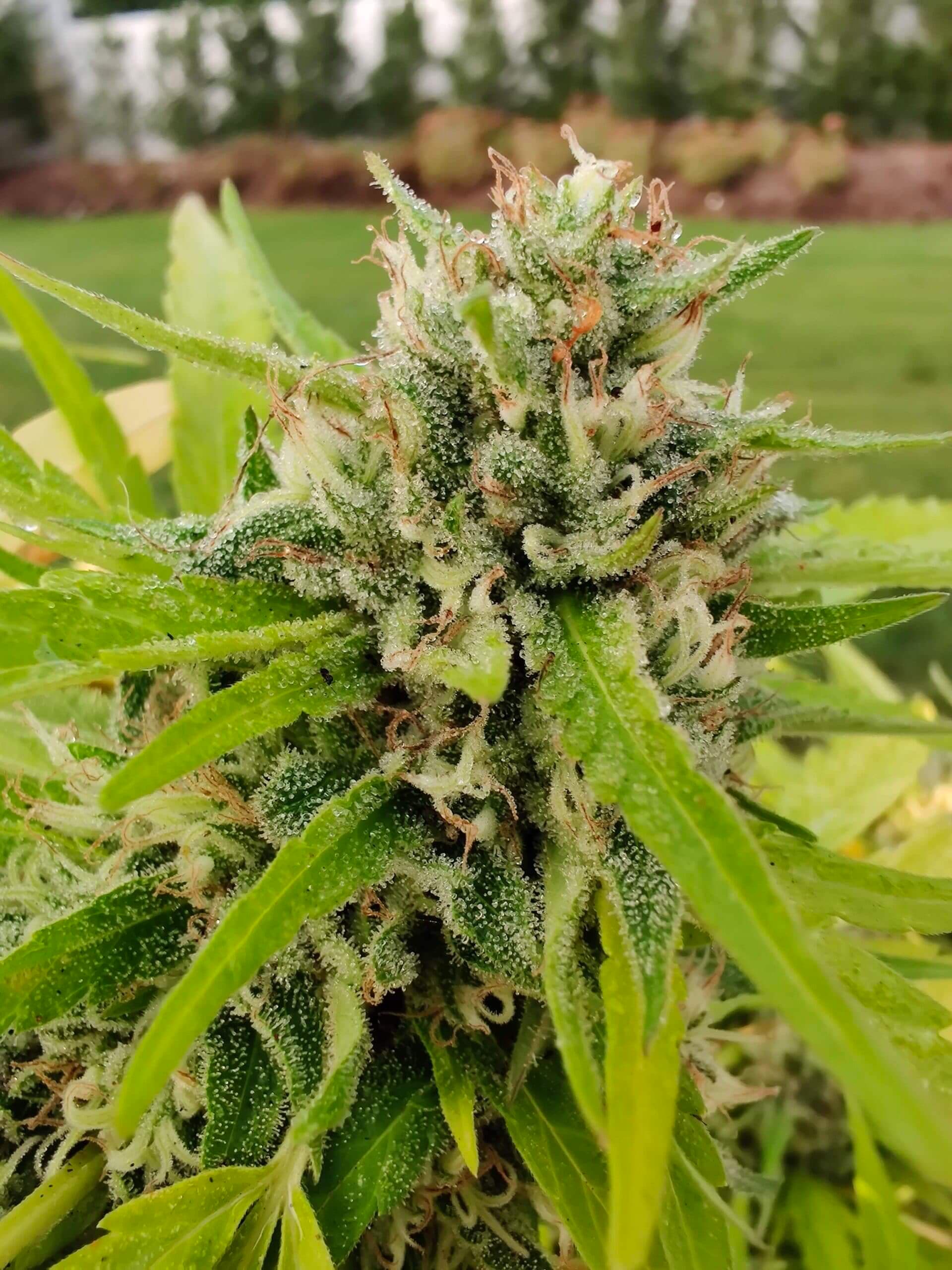 Auto Cannatonic CBD+ > CBD+ Buds | CBD cannabis seeds  |  Hybrid