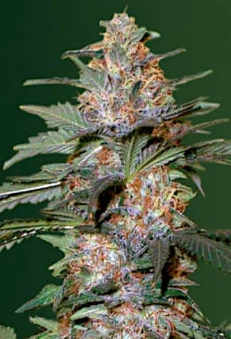 Auto Caramelino > Victory Seeds | Autoflowering Cannabis   |  Hybrid