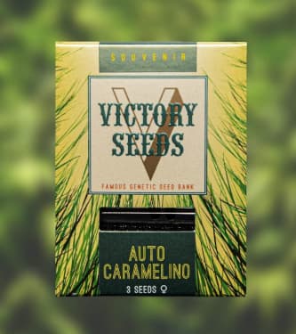 Auto Caramelino > Victory Seeds | Semillas autoflorecientes  |  Híbrido