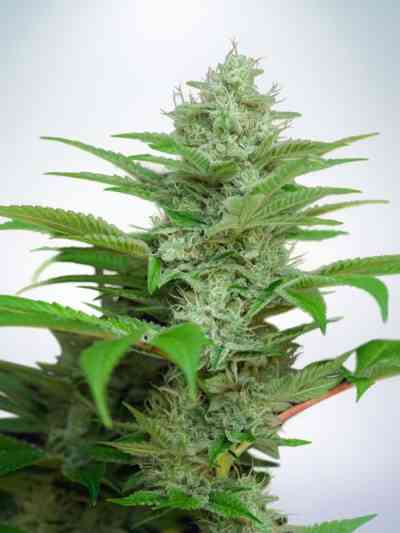 Auto CBD Star Seed > Ministry of Cannabis | Autoflowering Cannabis   |  Indica