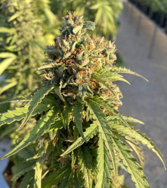 Auto CBD Victory > Dutch Passion | CBD cannabis seeds  |  Hybrid