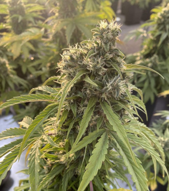 Auto CBD Victory > Dutch Passion | CBD cannabis seeds  |  Hybrid