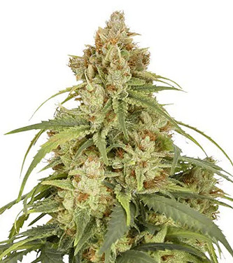 Auto CBD Victory > Dutch Passion | CBD cannabis seeds  |  Hybrid