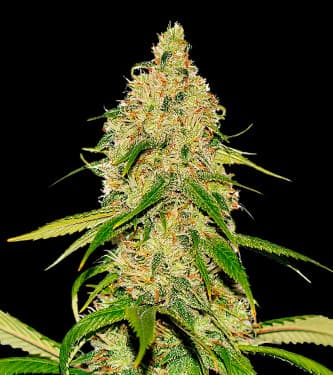 Auto CBD White Widow > Bulk Seed Bank | Graines CBD  |  Hybride