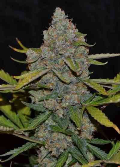 Auto CBG > Cannabiogen | Autoflowering Cannabis   |  Hybrid