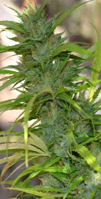 Auto CBG > Cannabiogen | Autoflowering Hanfsamen  |  Hybrid