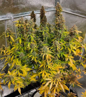 Auto CBG Force > Dutch Passion | CBD cannabis seeds  |  Hybrid