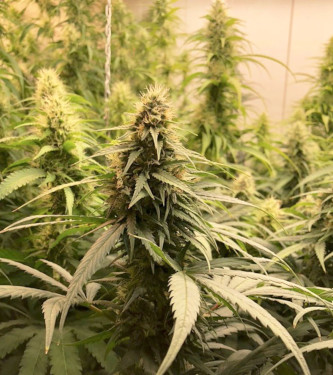 Auto CBG Force > Dutch Passion | CBD cannabis seeds  |  Hybrid