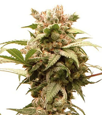 Auto CBG Force > Dutch Passion | CBD cannabis seeds  |  Hybrid