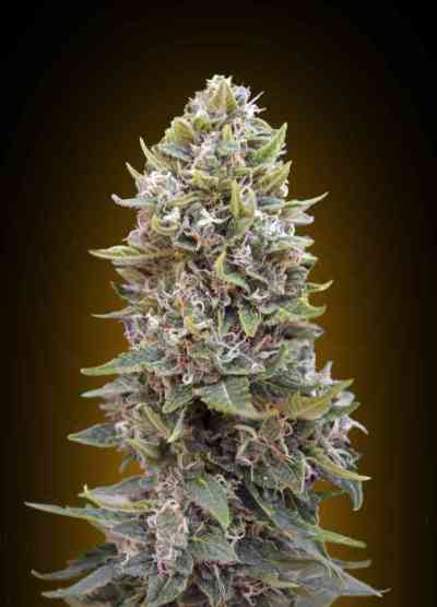 Auto Cheese Berry > 00 Seeds Bank | Graines Autofloraison  |  Hybride