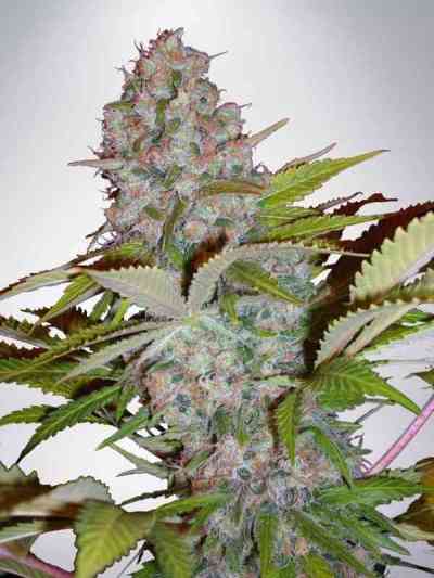 Auto Cheese NL Seed > Ministry Of Cannabis | Autoflowering Cannabis   |  Hybrid