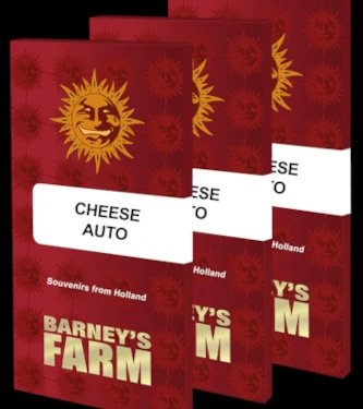 Auto Cheese > Barneys Farm | Semillas autoflorecientes  |  Índica