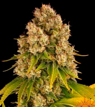 Auto Cheese > Barneys Farm | Autoflowering Cannabis   |  Indica