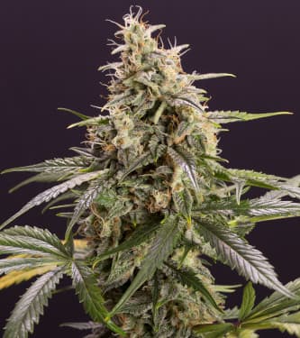 Auto Chem Bomb > Humboldt Seed Organisation | Semillas autoflorecientes  |  Índica