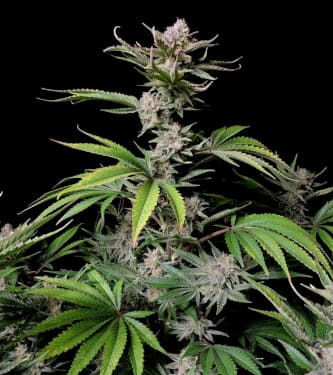 Auto Cherry Cola > Fast Buds Company | Semillas autoflorecientes  |  Híbrido