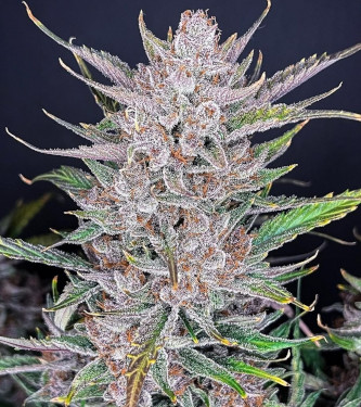 Auto Cherry Cola > Fast Buds Company | Semillas autoflorecientes  |  Híbrido