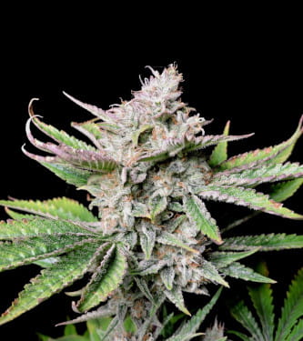 Auto Cherry Cola > Fast Buds Company | Semillas autoflorecientes  |  Híbrido