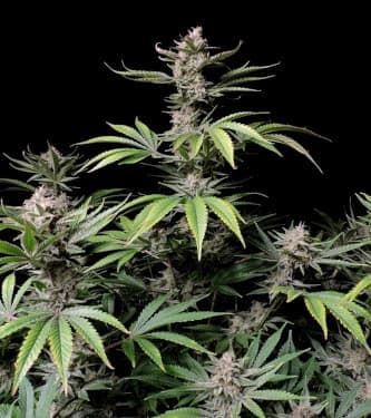 Auto Cherry Cola > Fast Buds Company | Semillas autoflorecientes  |  Híbrido