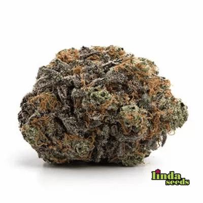 Auto Cherry Kush Coke Seed > Linda Seeds | Autoflowering Cannabis   |  Hybrid