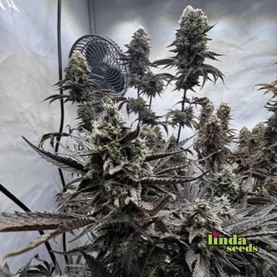 Auto Cherry Kush Coke Seed > Linda Seeds | Autoflowering Cannabis   |  Hybrid