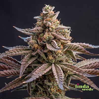 Auto Cherry Kush Coke Auto (Linda Seeds)