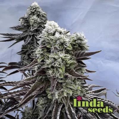 Auto Cherry Kush Coke Auto (Linda Seeds)