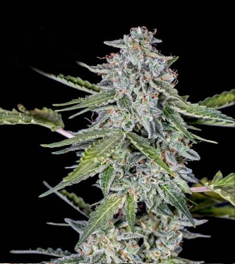 Auto Cherry Pie > Advanced Seeds | Semillas autoflorecientes  |  Sativa