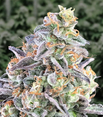 Auto Cherry Pie > Advanced Seeds | Graines Autofloraison  |  Sativa