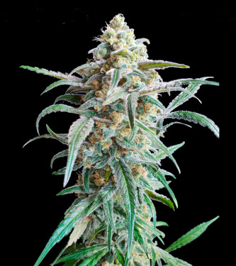 Auto Cherry Pie > Advanced Seeds | Graines Autofloraison  |  Sativa