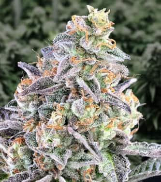 Auto Cherry Pie > High Speed Buds | Autoflowering Cannabis   |  Hybrid