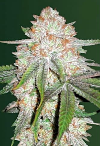 Auto Chocodope > Victory Seeds