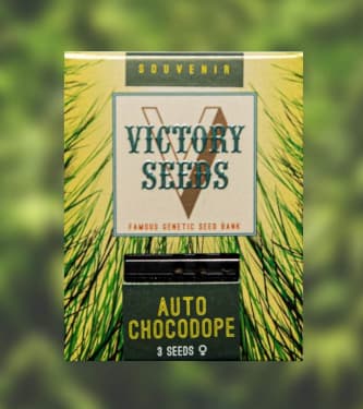Auto Chocodope > Victory Seeds | Autoflowering Hanfsamen  |  Hybrid