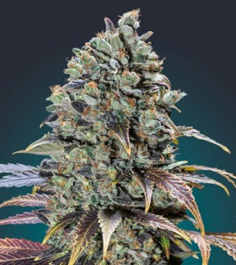 Auto Chocolate Cream > 00 Seeds Bank | Autoflowering Cannabis   |  Indica