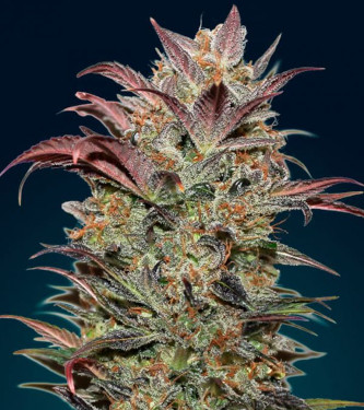 Auto Chocolate Cream > 00 Seeds Bank | Autoflowering Cannabis   |  Indica