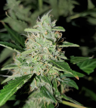 Auto Chocolate Kush > 00 Seeds Bank | Autoflowering Hanfsamen  |  Indica