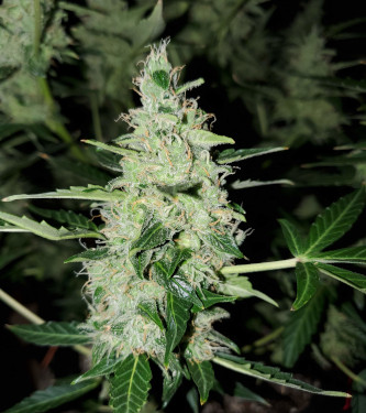 Auto Chocolate Kush > 00 Seeds Bank | Graines Autofloraison  |  Indica