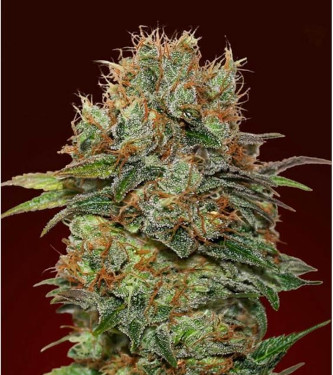 Auto Chocolate Kush > 00 Seeds Bank | Semillas autoflorecientes  |  Índica