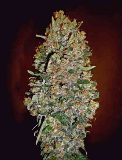 Auto Chocolate Skunk > 00 Seeds Bank | Graines Autofloraison  |  Indica